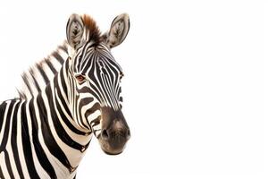 A zebra is standing in front of a white background photo