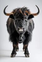 A black bull with long horns standing in front of a white background photo