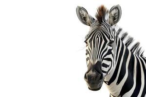 A zebra is standing in front of a white background photo