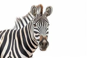 A zebra is standing in front of a white background photo