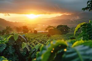 Coffee plantation at sunrise in thailand photo