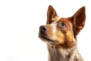 Australian cattle dog looking up at something photo