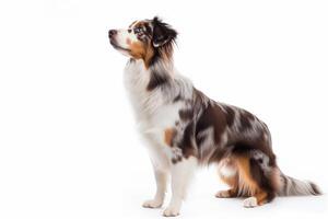 Australian shepherd dog isolated on white background photo