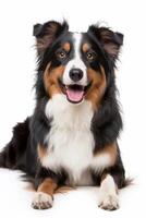Australian shepherd dog on white background photo