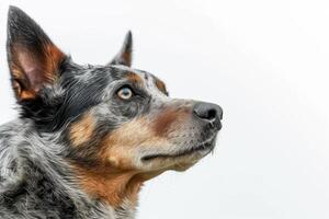Australian cattle dog dog portrait on white background photo