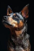 Australian cattle dog portrait on black background photo