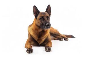 A german shepherd dog laying down on a white background photo
