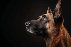 Belgian shepherd dog portrait on black background photo