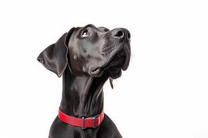 A black dog with a red collar looking up photo