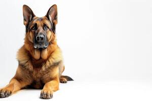 German shepherd dog on white background photo