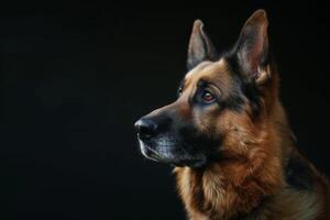 German shepherd dog portrait on black background photo