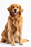 A golden retriever sitting down on a white background photo