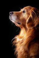 A golden retriever dog looking up at the sky photo