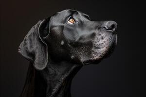 Portrait of a great dane dog on a black background photo