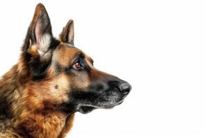 German shepherd dog isolated on white background photo