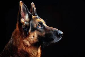 German shepherd dog portrait on black background photo