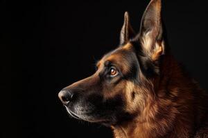German shepherd dog portrait on black background photo