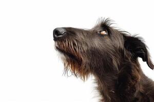 A dog looking up at something on a white background photo