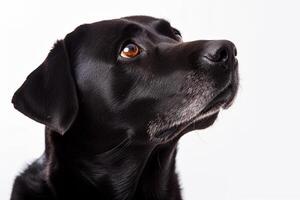 A black dog looking up at something photo