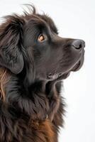 A brown dog with long hair looking up photo