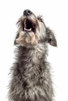 A dog with its mouth open looking up photo