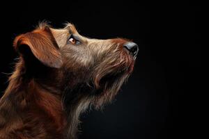 A dog looking up at something on a black background photo