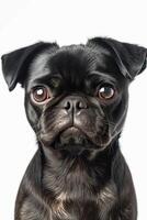 A black pug dog looking at the camera photo