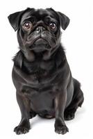 A black pug dog sitting down on a white background photo