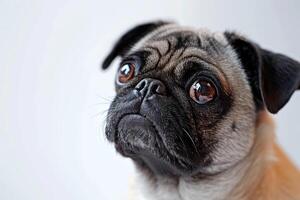 A pug dog looking up at the camera photo