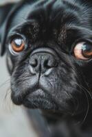 A close up of a black pug dog photo