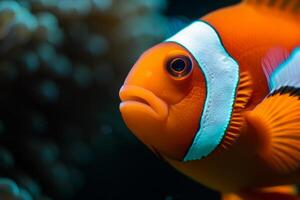 An orange clown fish with a white stripe on its face photo