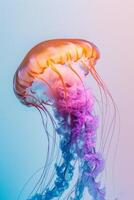 A jellyfish floating in the water with a purple and pink color photo