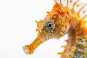 A close up of a sea horse with orange spots photo