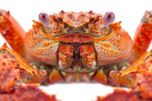 A close up of a crab with orange and white spots photo