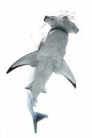 A black and white image of a shark swimming photo