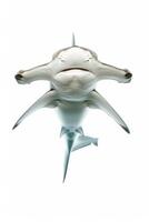 A shark with its mouth open on a white background photo