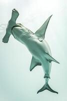 A hammerhead shark swimming in the ocean photo