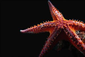 A starfish is shown against a black background photo