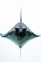 A black and white image of a sting ray photo