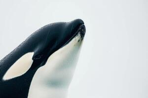 A close up of a black and white orca photo