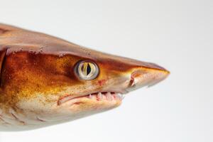 A close up of a shark's face with its mouth open photo