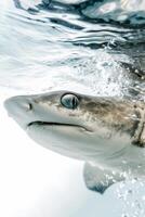 A shark swimming in the water with its mouth open photo