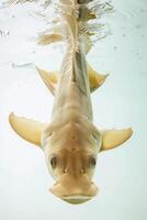 A large fish swimming in the water photo