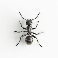 An ant is standing on a white surface photo