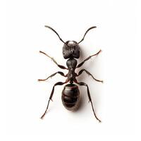An ant is standing on a white background photo