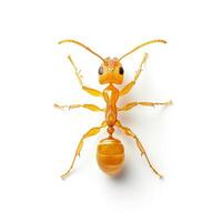 An orange ant is standing on a white background photo