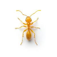 An ant is standing on a white background photo