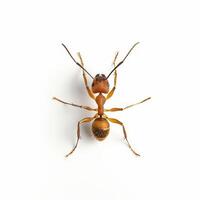 An ant is standing on a white background photo