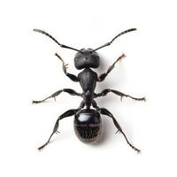 An ant is standing on its back on a white background photo