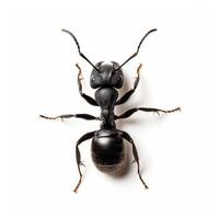 An ant is standing on its hind legs photo